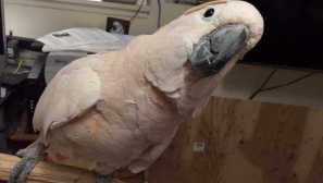 Mluvící kakada: jak učit mluvit